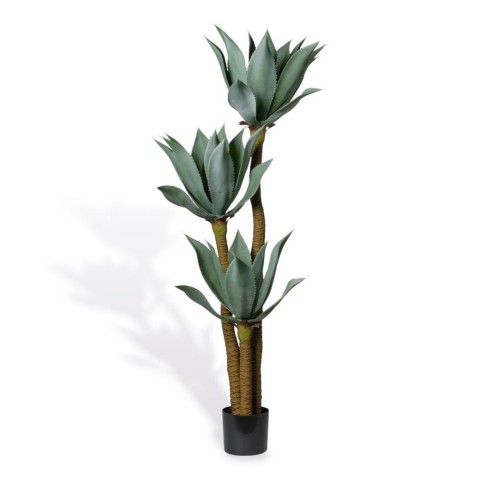 PIANTA AGAVE X3 IN VASO CM150